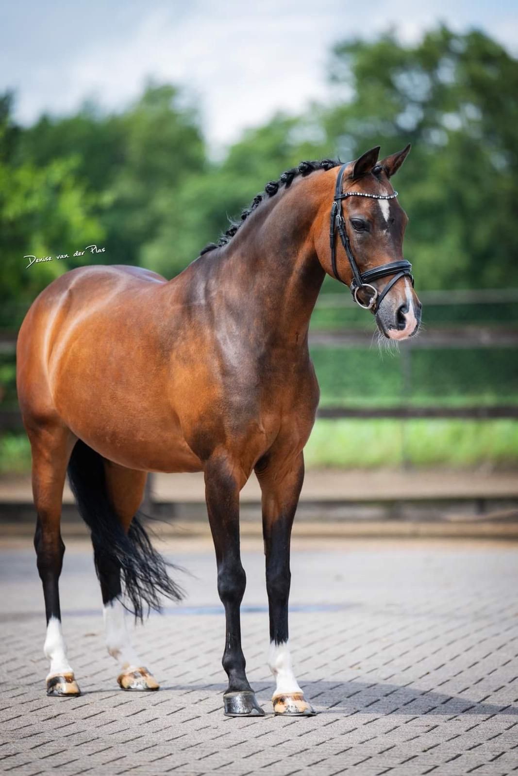 Zeer leuke schoolmaster te koop