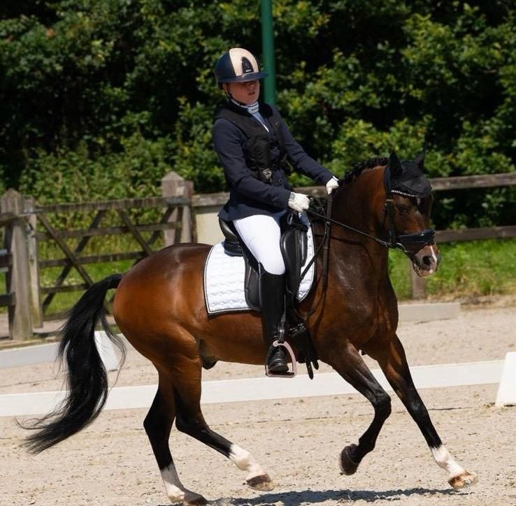 dressuurpony ruin 18 jaar te koop - Foto 5