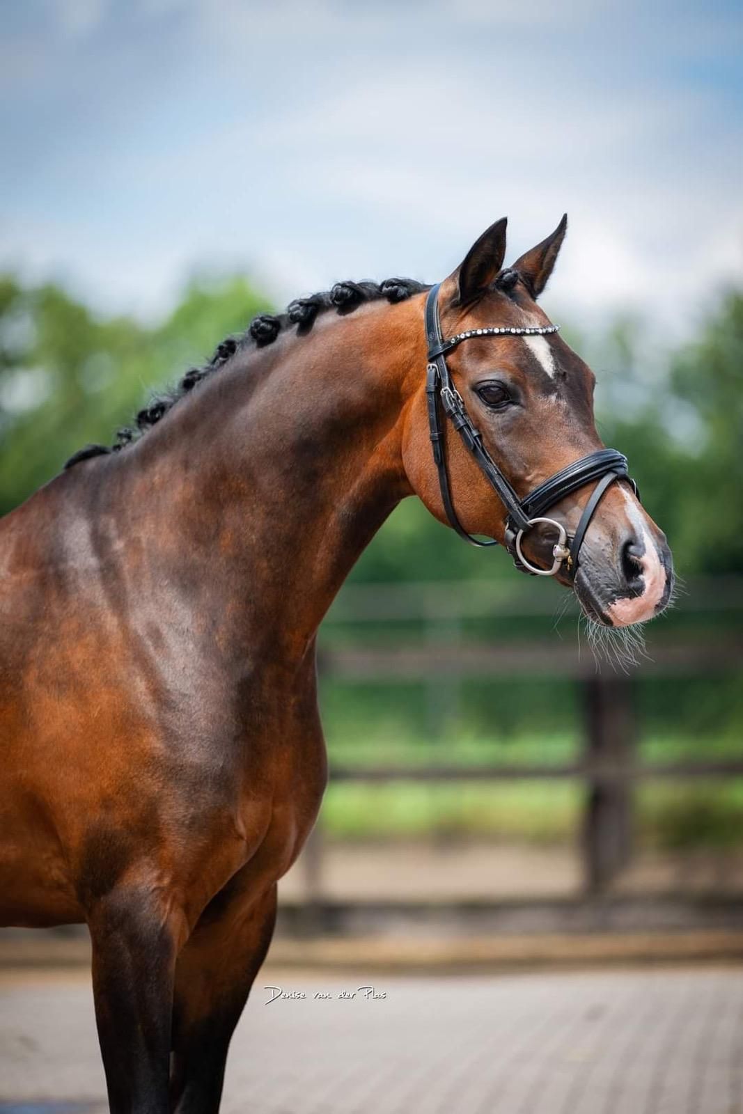 dressuurpony ruin 18 jaar te koop - Foto 3