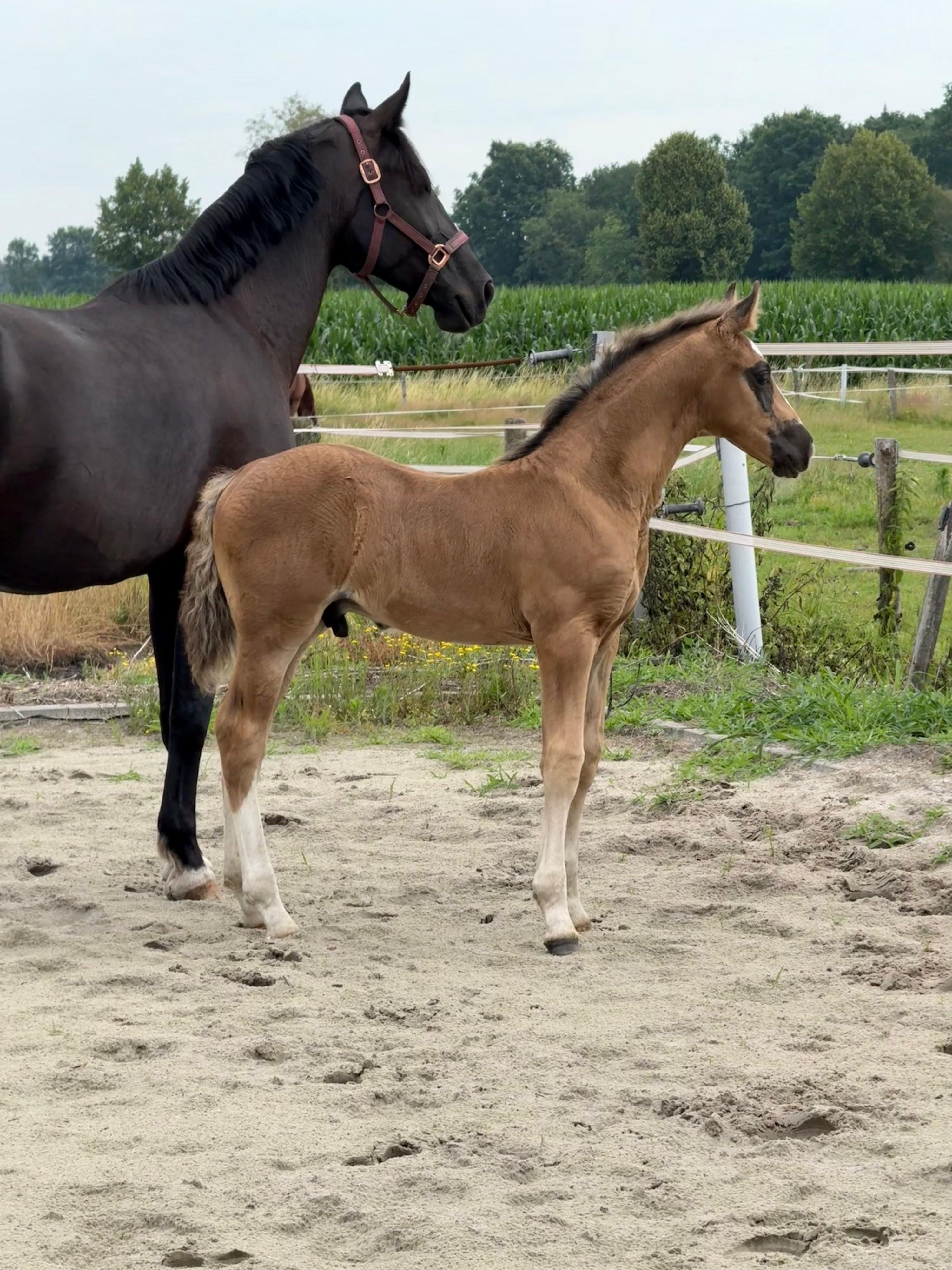 kwpn hengst 0 jaar andere-kleur te koop - Foto 3