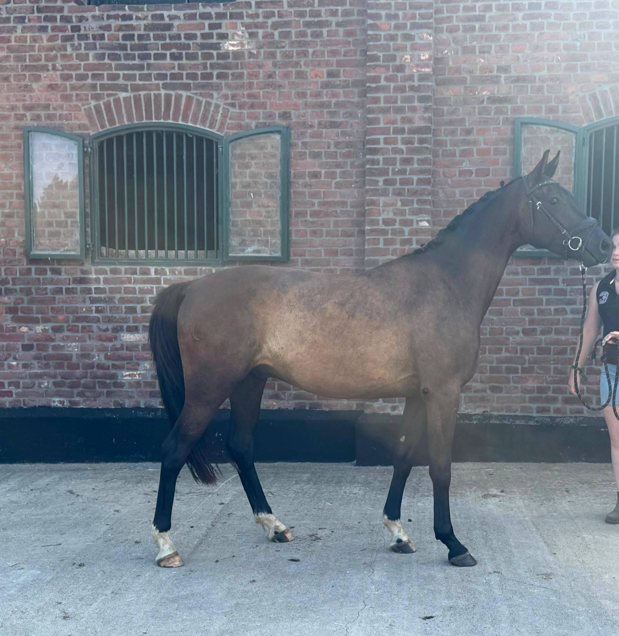kwpn dressuurpaard ruin 3 ans zwart à vendre - Photo 2