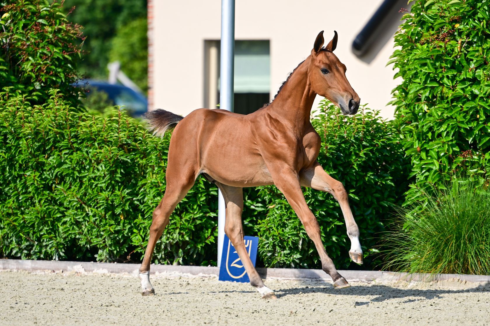 zangersheide springpaard hengst 0 ans bruin à vendre - Photo 3