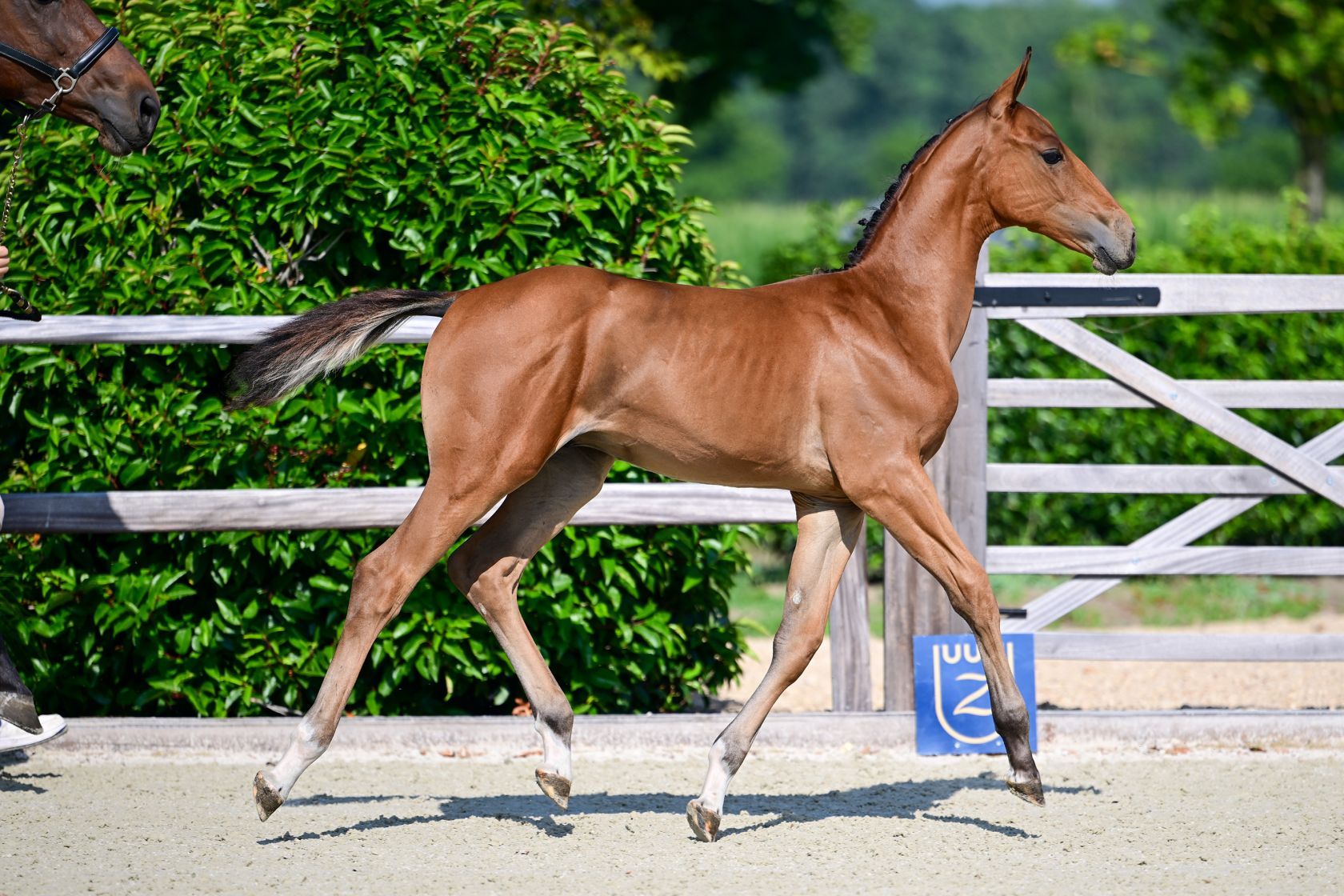 zangersheide springpaard hengst 0 ans bruin à vendre - Photo 2