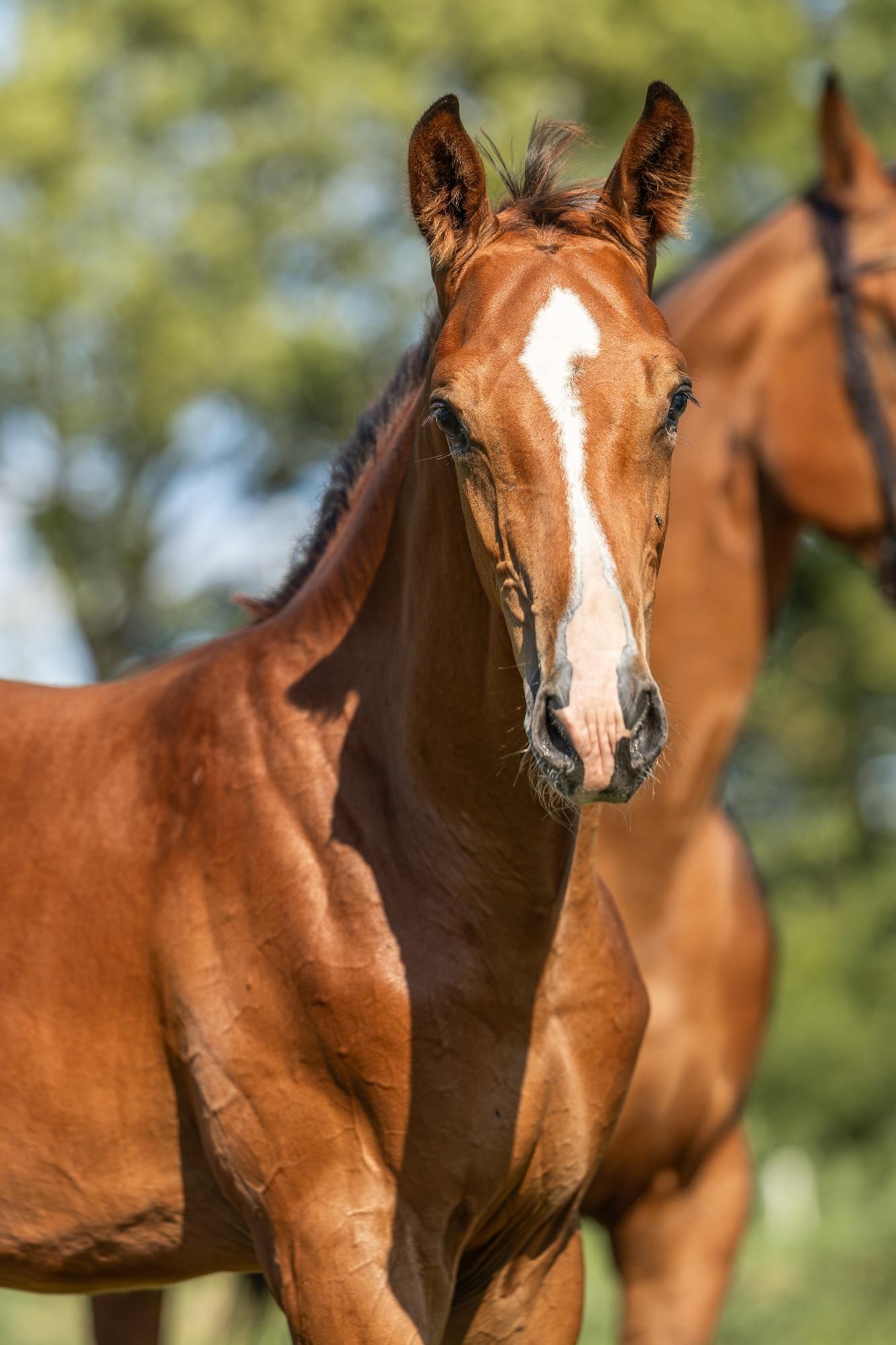 kwpn springpaard hengst 0 ans bruin à vendre - Photo 4