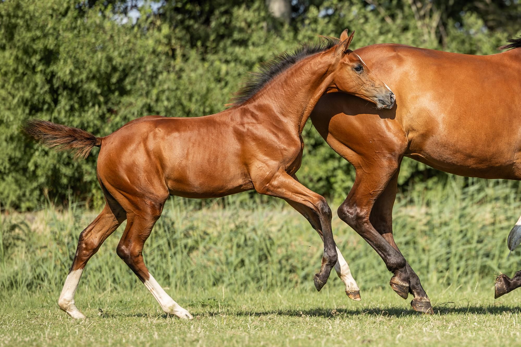 kwpn springpaard hengst 0 ans bruin à vendre - Photo 2