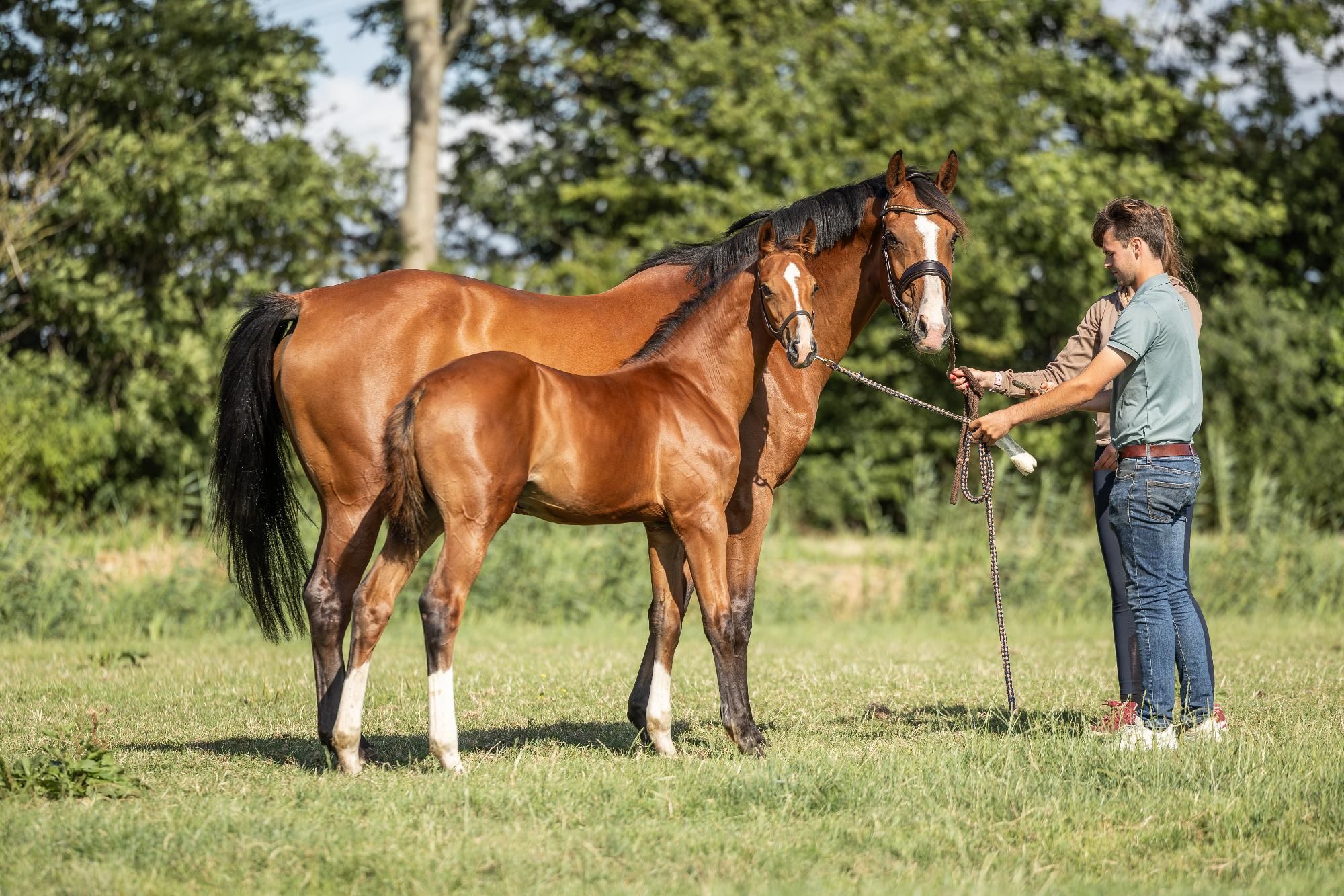 kwpn springpaard hengst 0 ans bruin à vendre - Photo 3