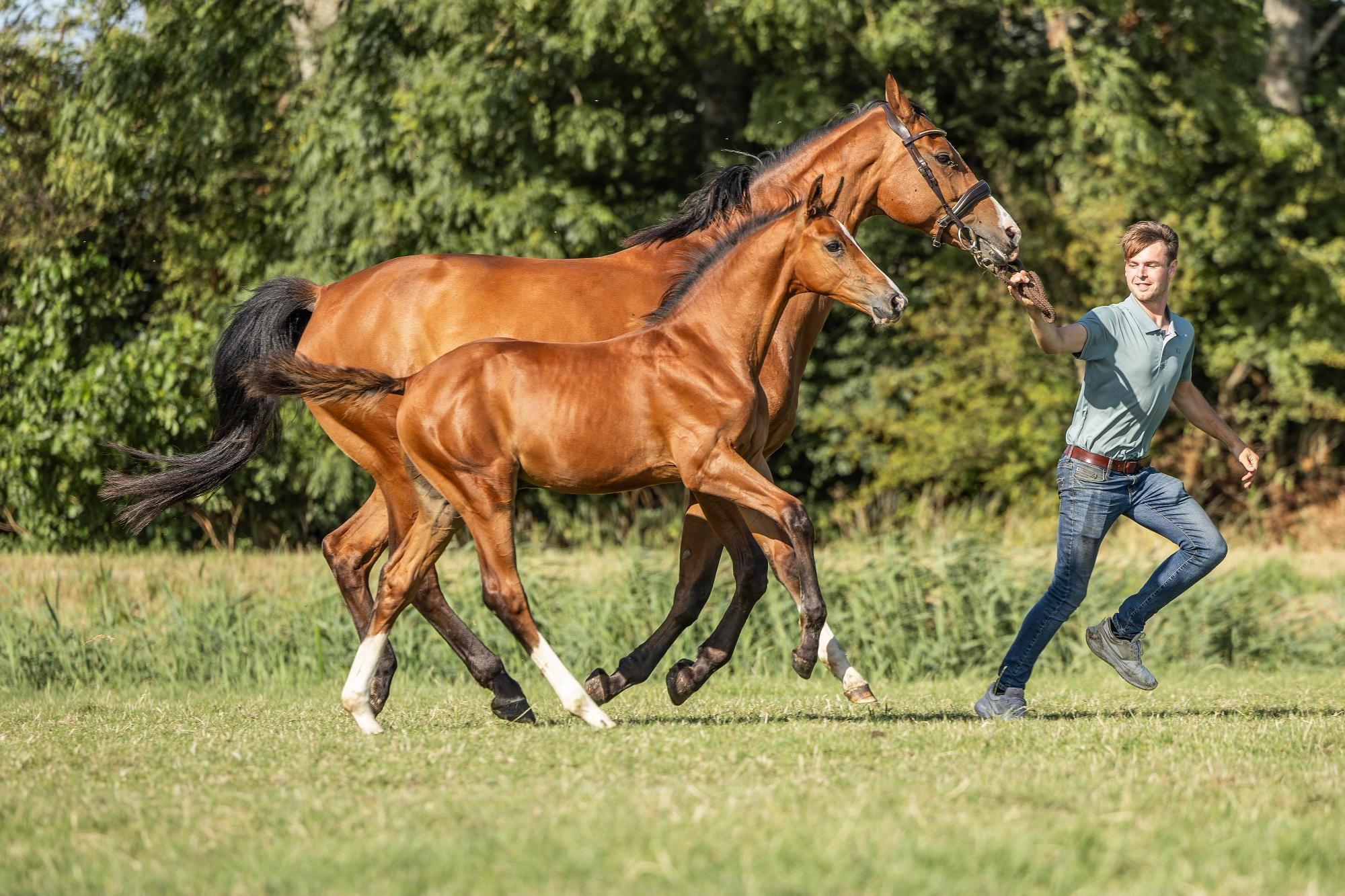 kwpn springpaard hengst 0 ans bruin à vendre - Photo 6