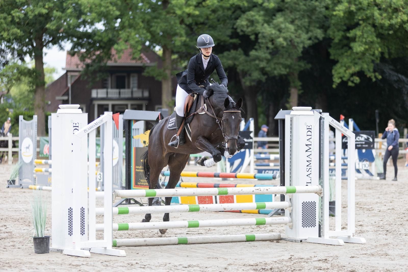 kwpn springpaard merrie 9 ans donkerbruin à vendre - Photo 3