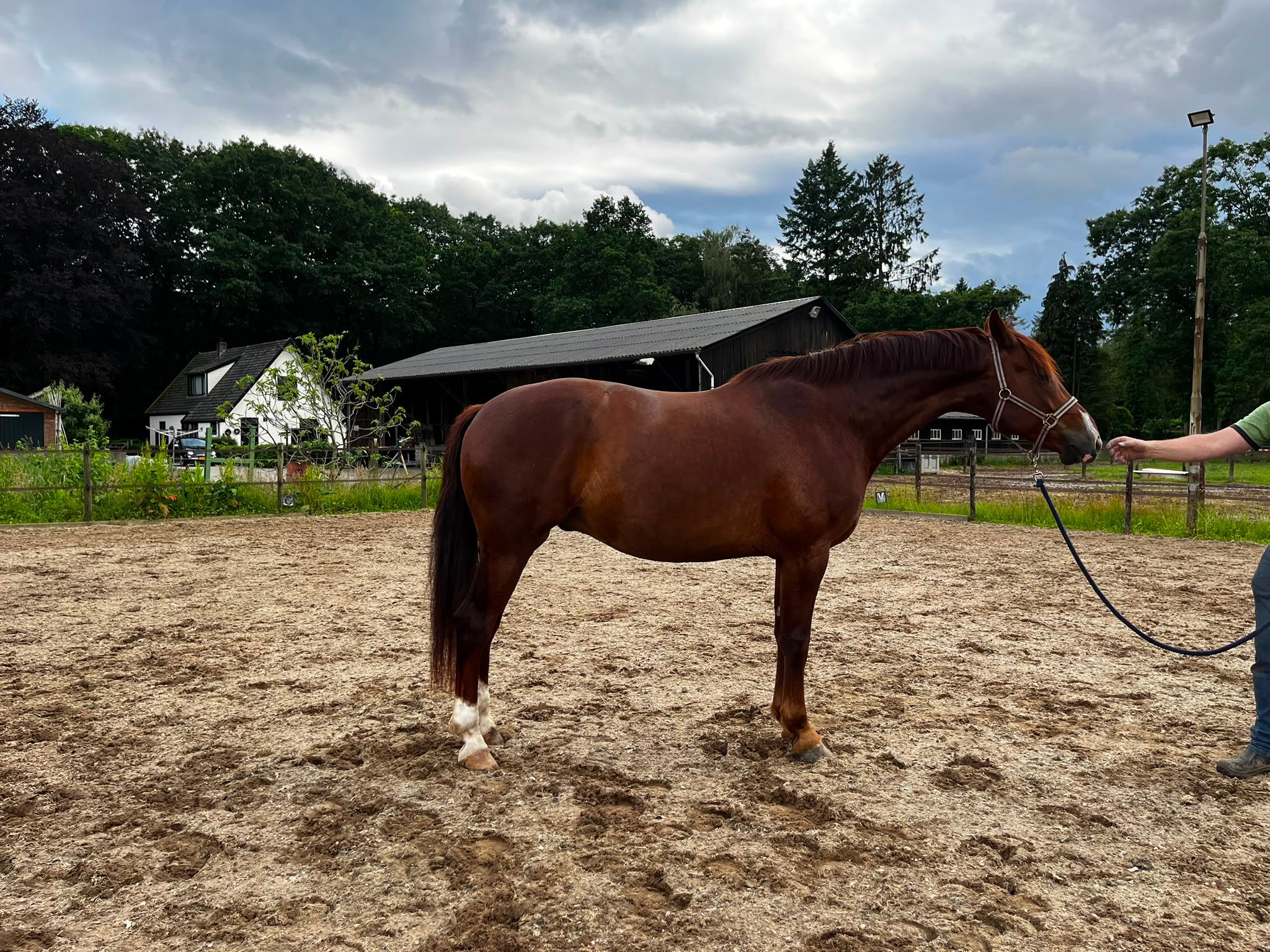 Cheval polyvalent calme de 7 ans