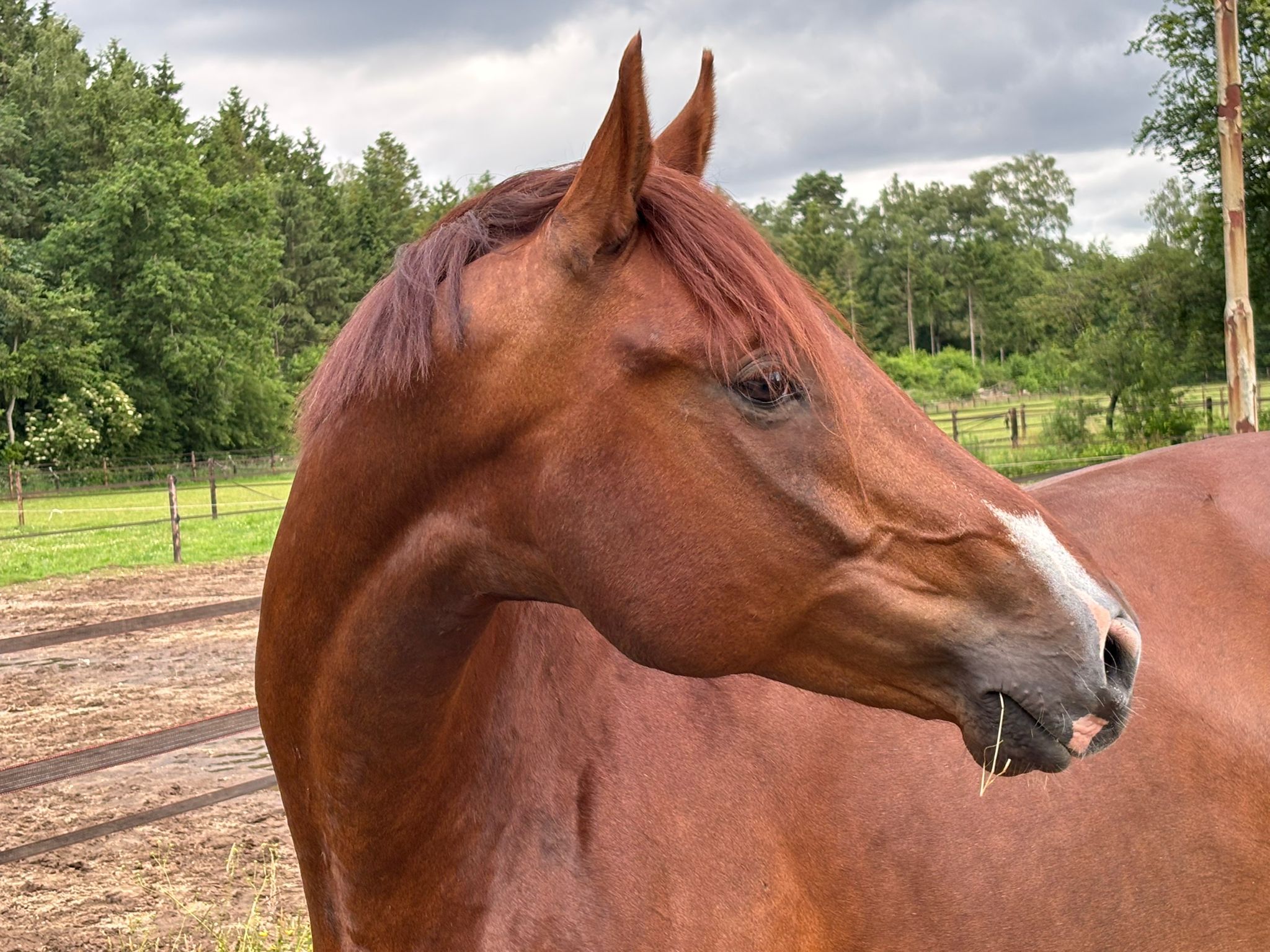 kwpn allrounder ruin 7 ans kastanje à vendre - Photo 2
