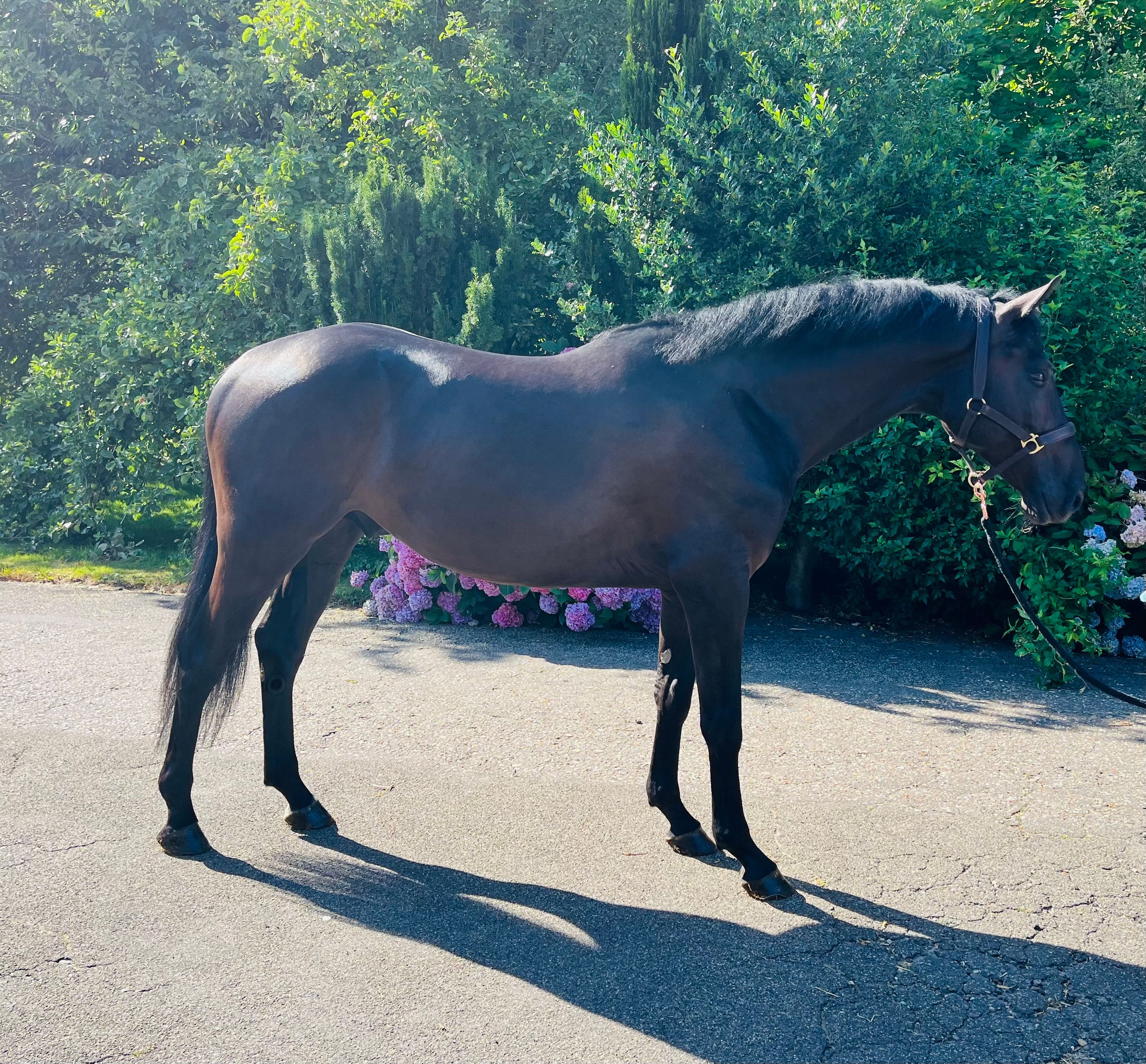 zangersheide springpaard ruin 4 jaar zwart te koop - Foto 2
