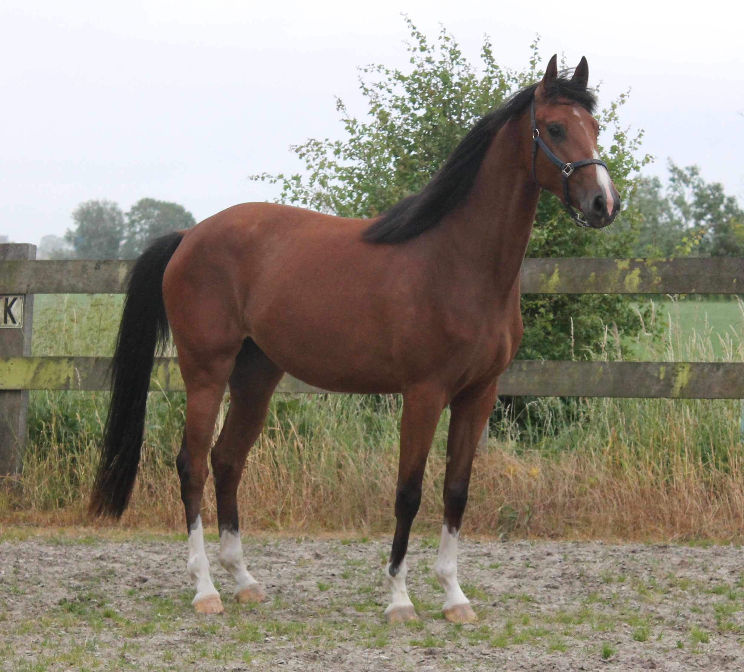 kwpn springpaard hengst 1 ans bruin à vendre - Photo 3
