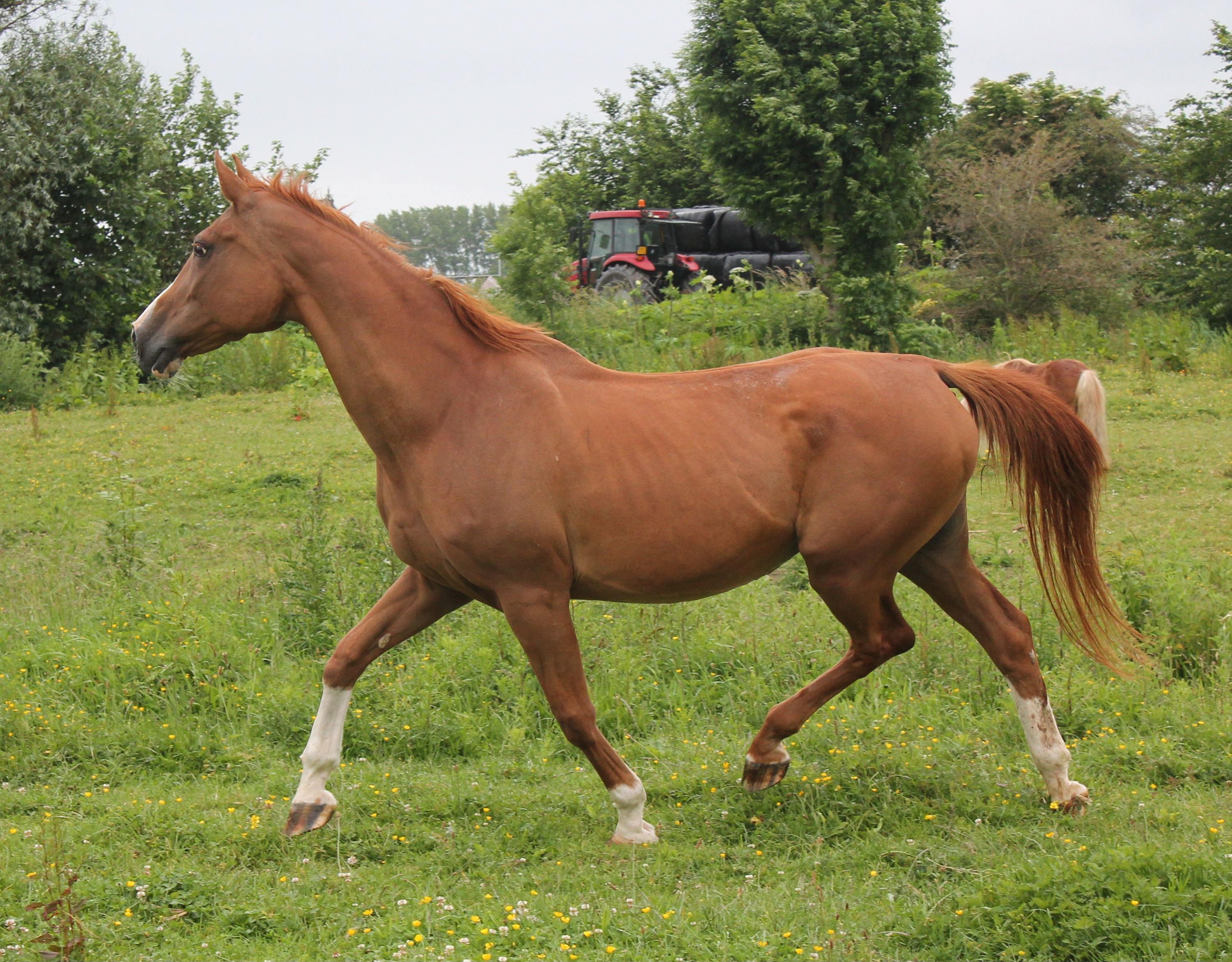 kwpn springpaard hengst 1 ans bruin à vendre - Photo 2