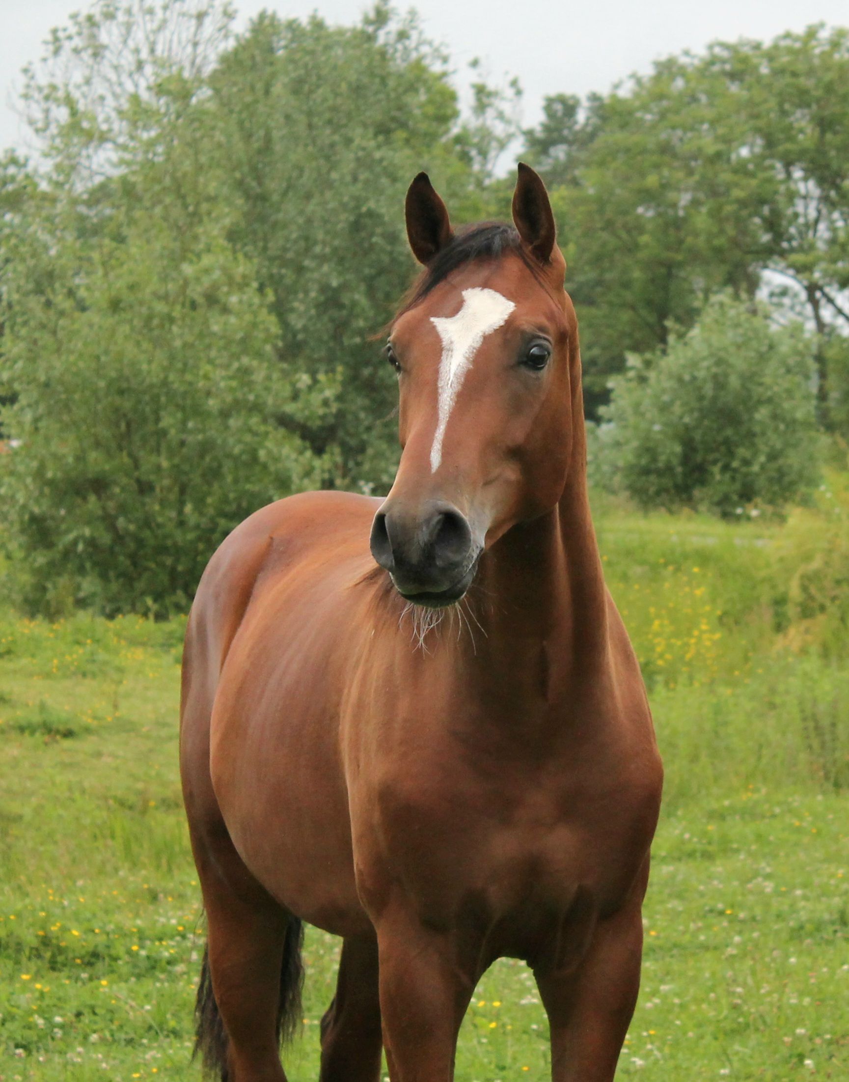 kwpn springpaard hengst 1 ans bruin à vendre - Photo 5