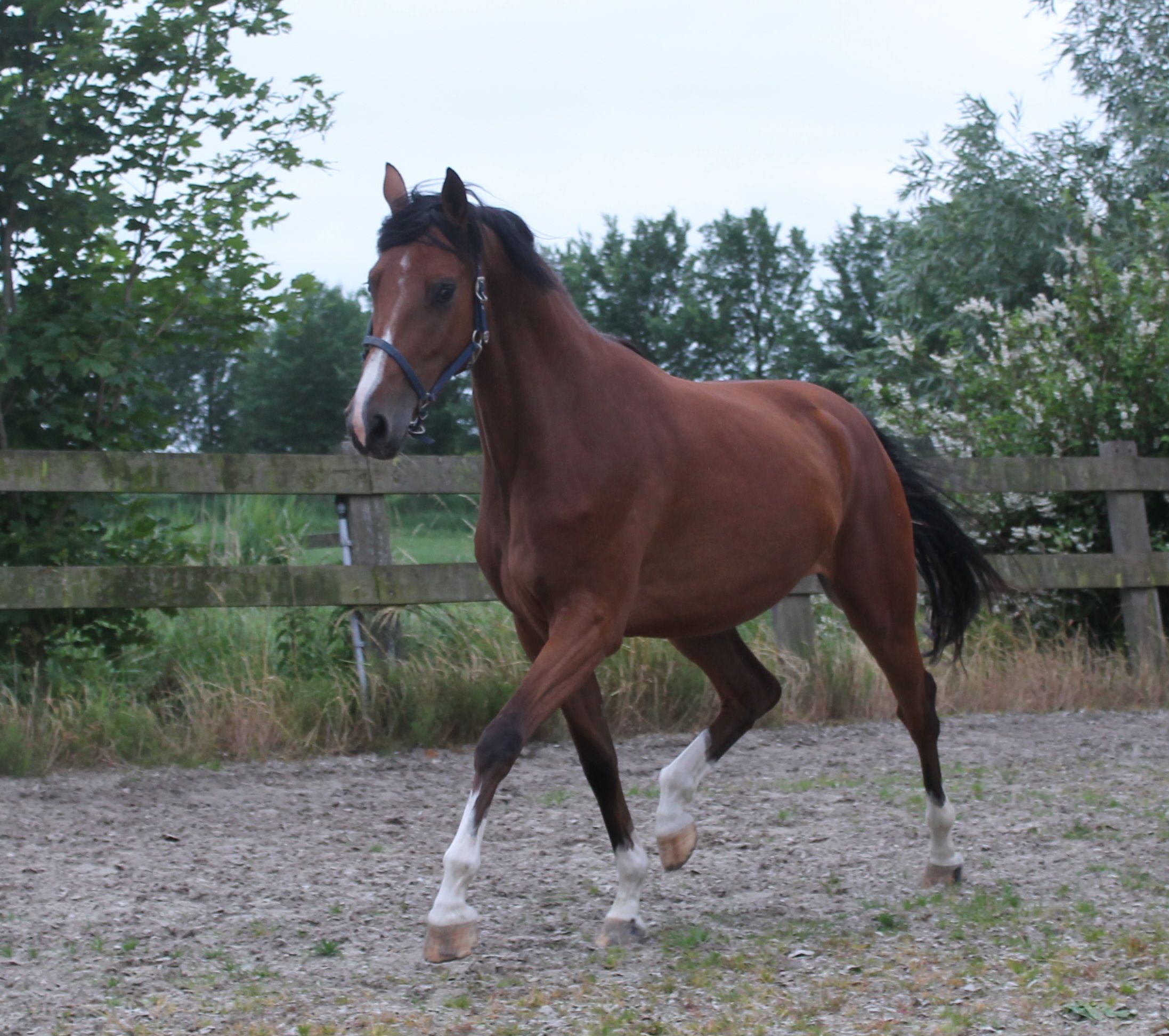 kwpn springpaard hengst 1 ans bruin à vendre - Photo 4