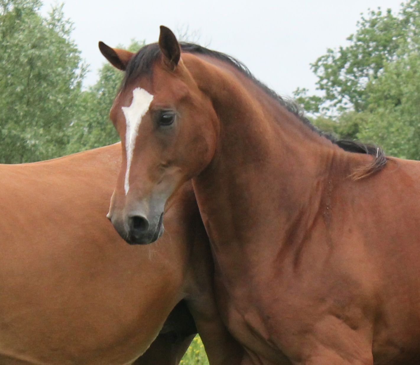 kwpn springpaard hengst 1 ans bruin à vendre - Photo 6