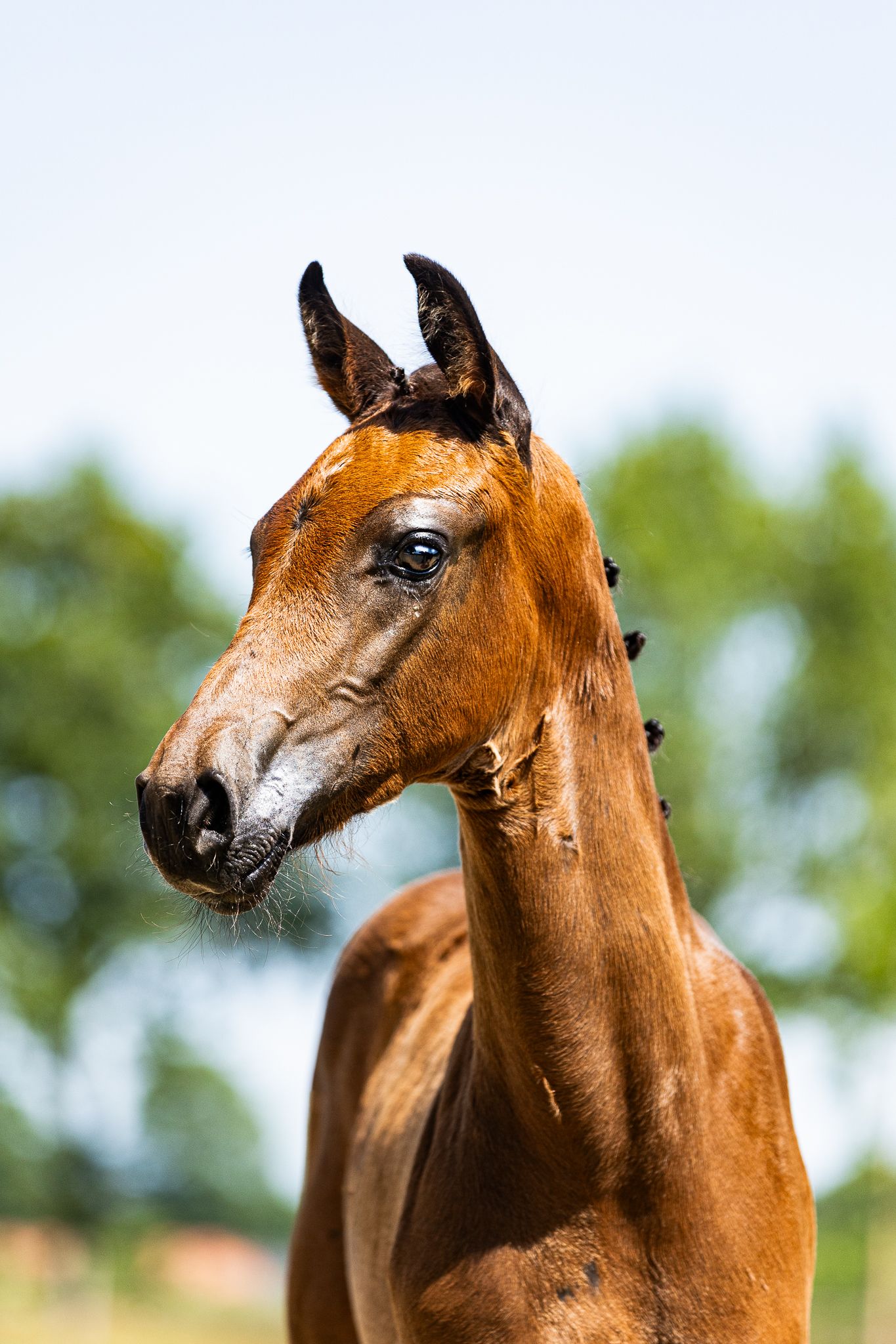 Promising filly by Florida TN out of proven Grand Prix damline ⭐