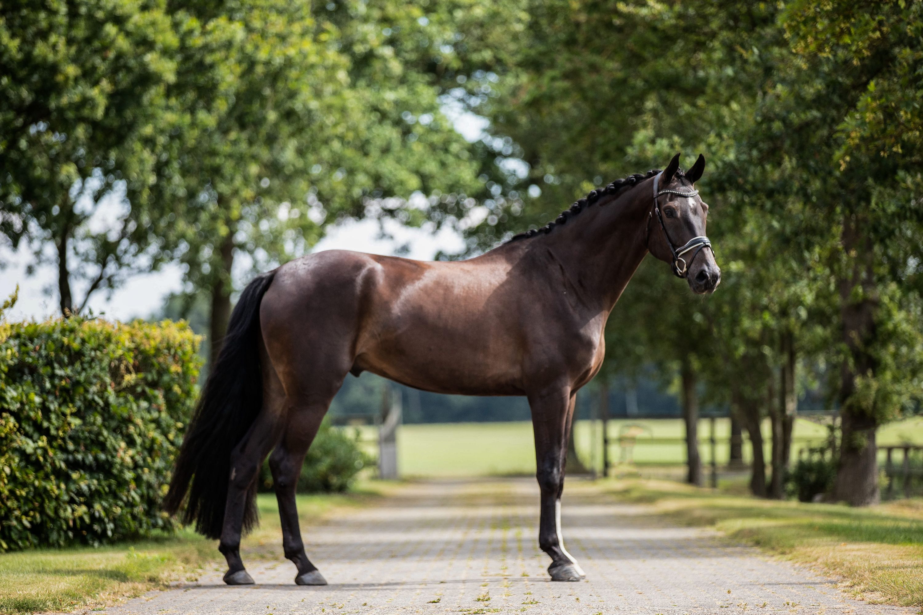 Joli hongre de 7 ans, Daily diamond x Diego, classé niveau L2