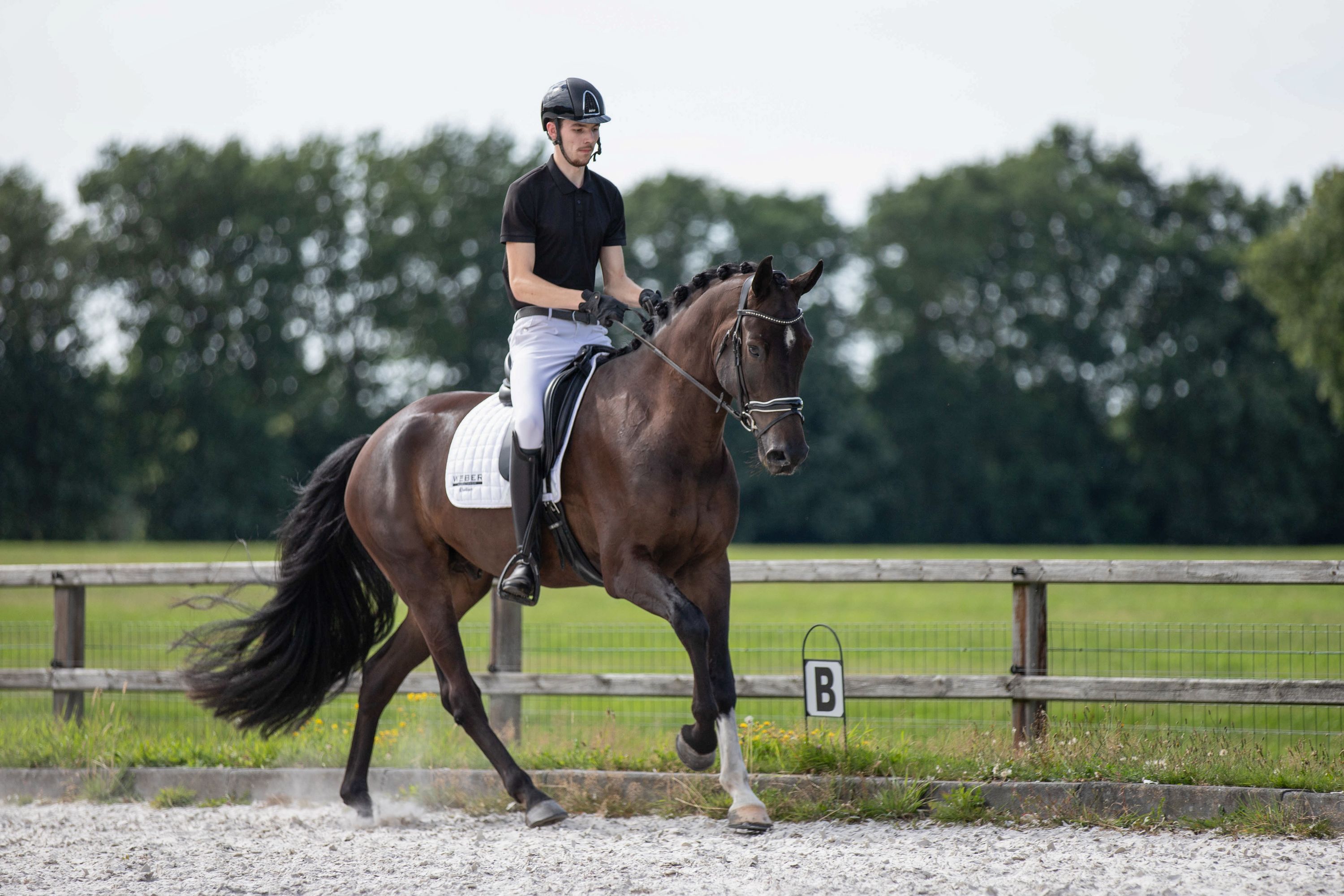 kwpn dressuurpaard ruin 7 ans donkerbruin à vendre - Photo 4