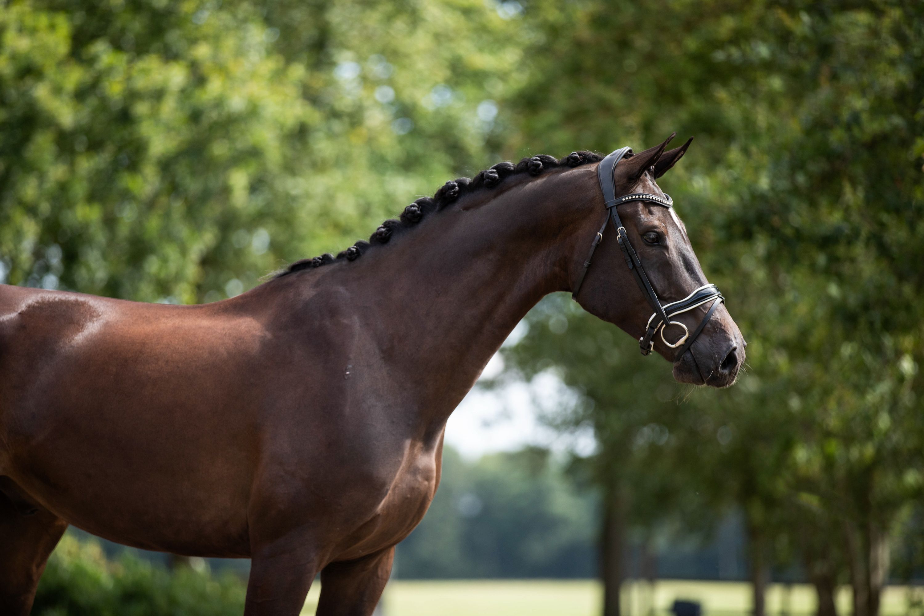 kwpn dressuurpaard ruin 7 ans donkerbruin à vendre - Photo 2
