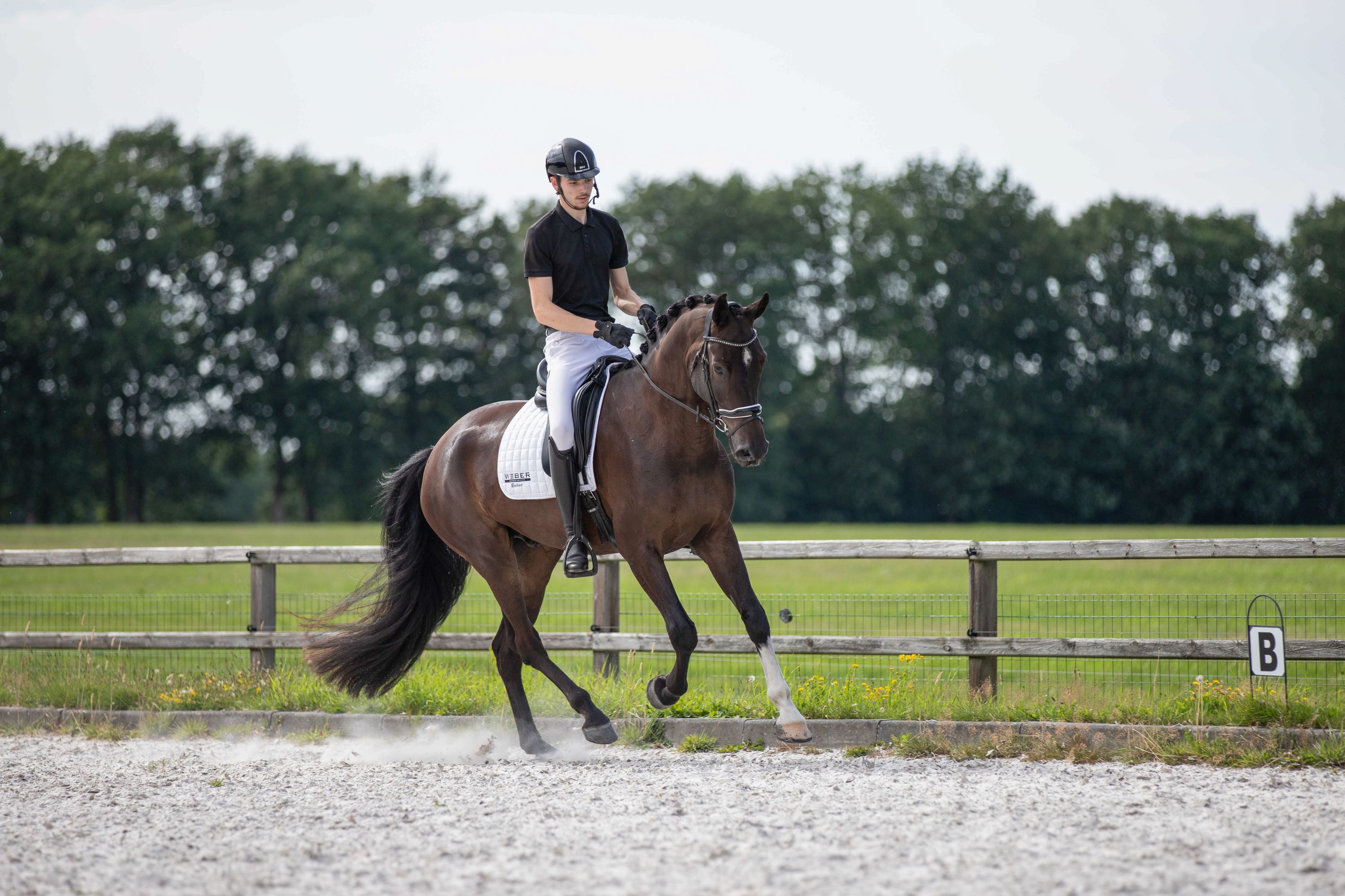 kwpn dressuurpaard ruin 7 ans donkerbruin à vendre - Photo 5