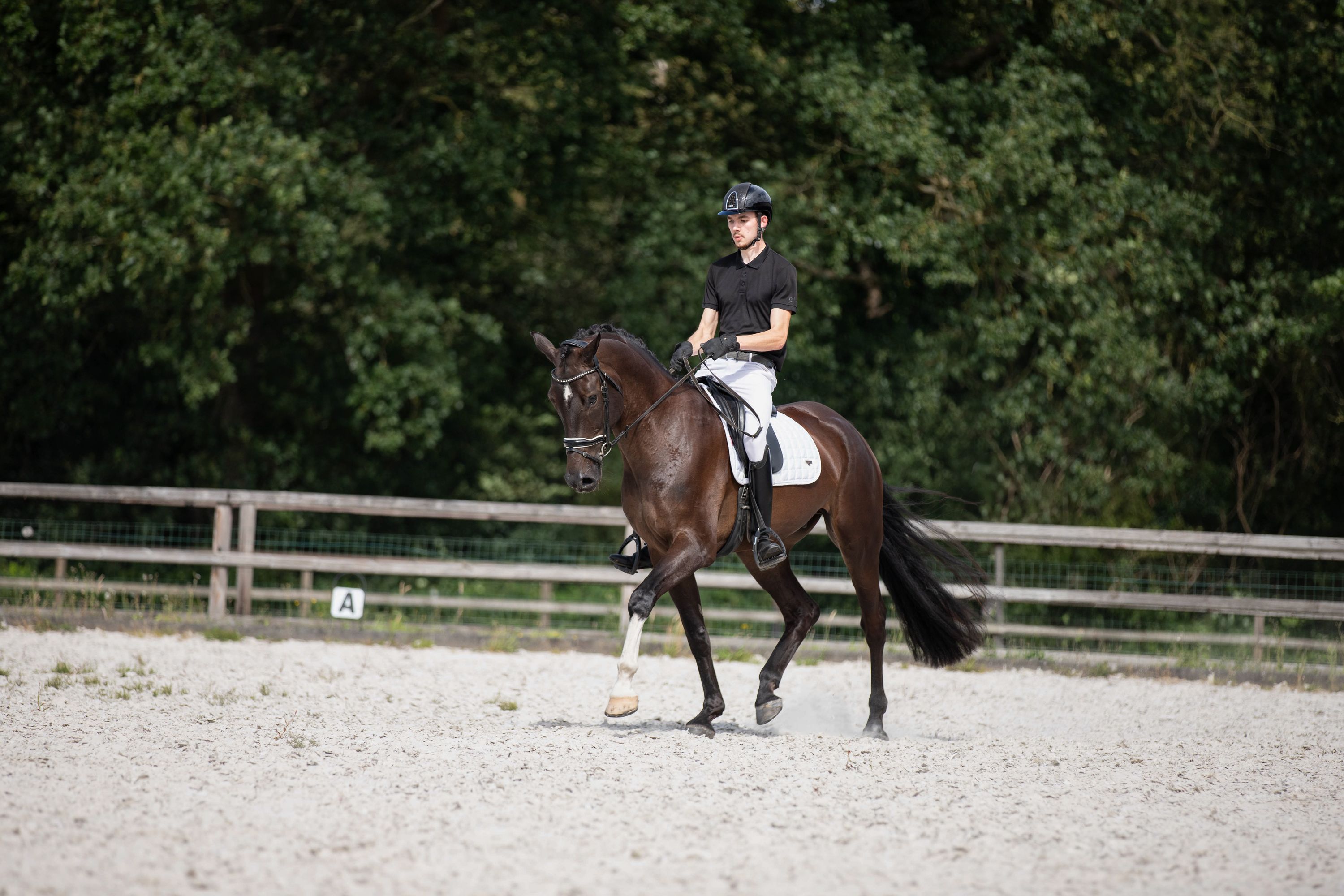kwpn dressuurpaard ruin 7 ans donkerbruin à vendre - Photo 6