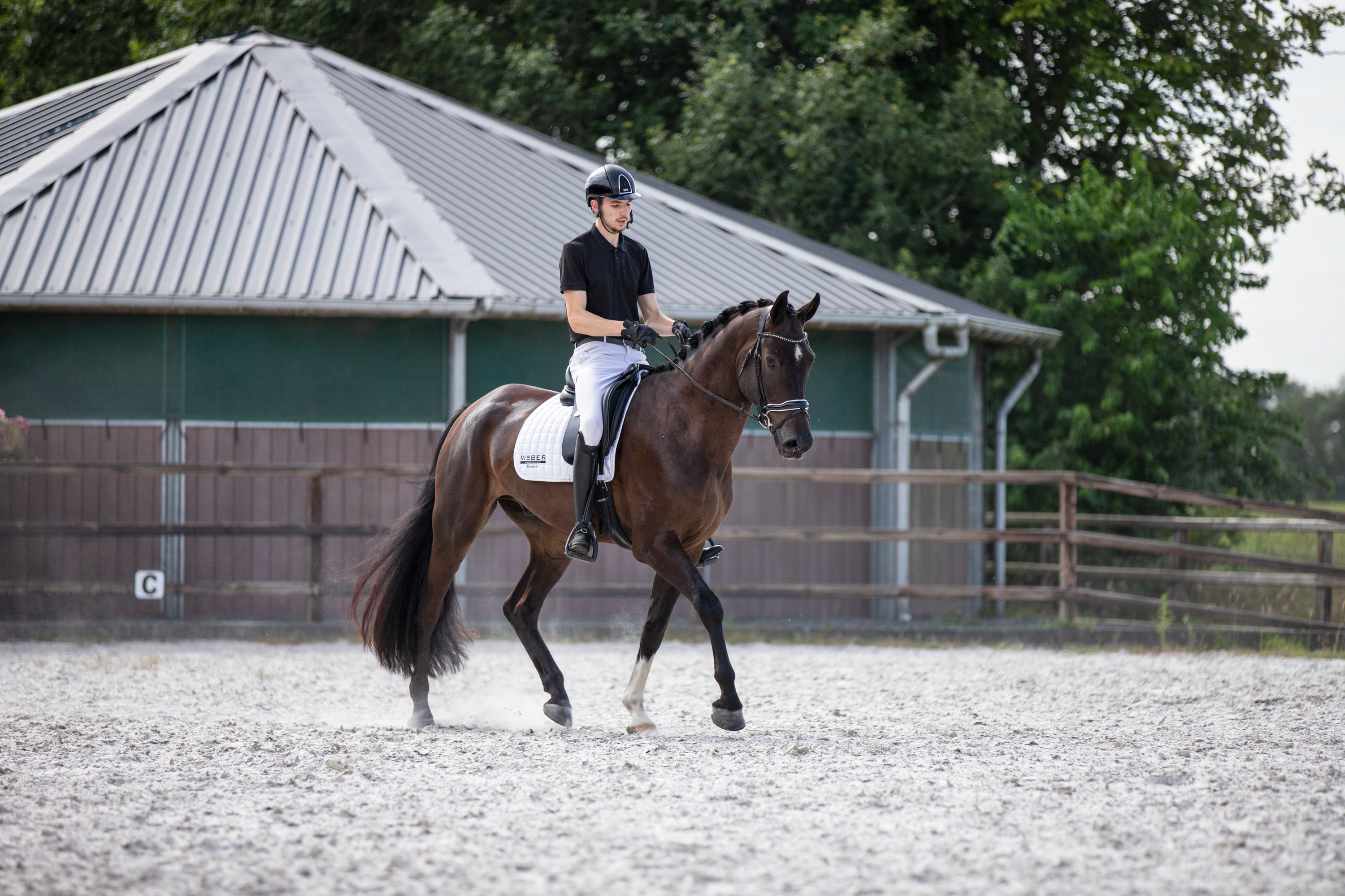 kwpn dressuurpaard ruin 7 ans donkerbruin à vendre - Photo 3