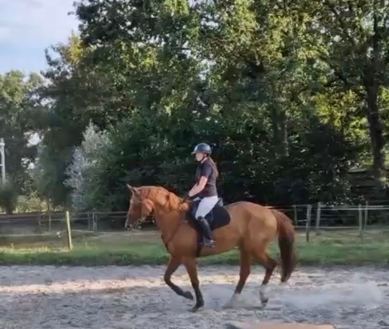 KWPN springpaard Merrie 7 岁 Donkerbruin 出售 - 照片 2