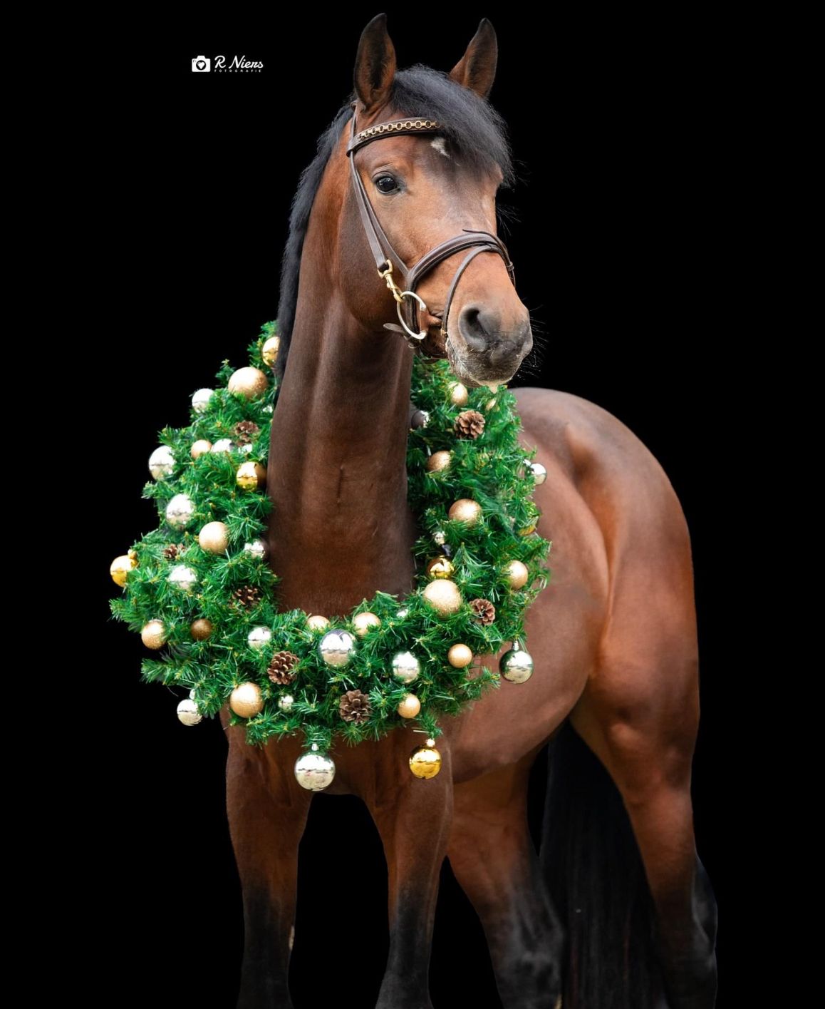 Cheval polyvalent