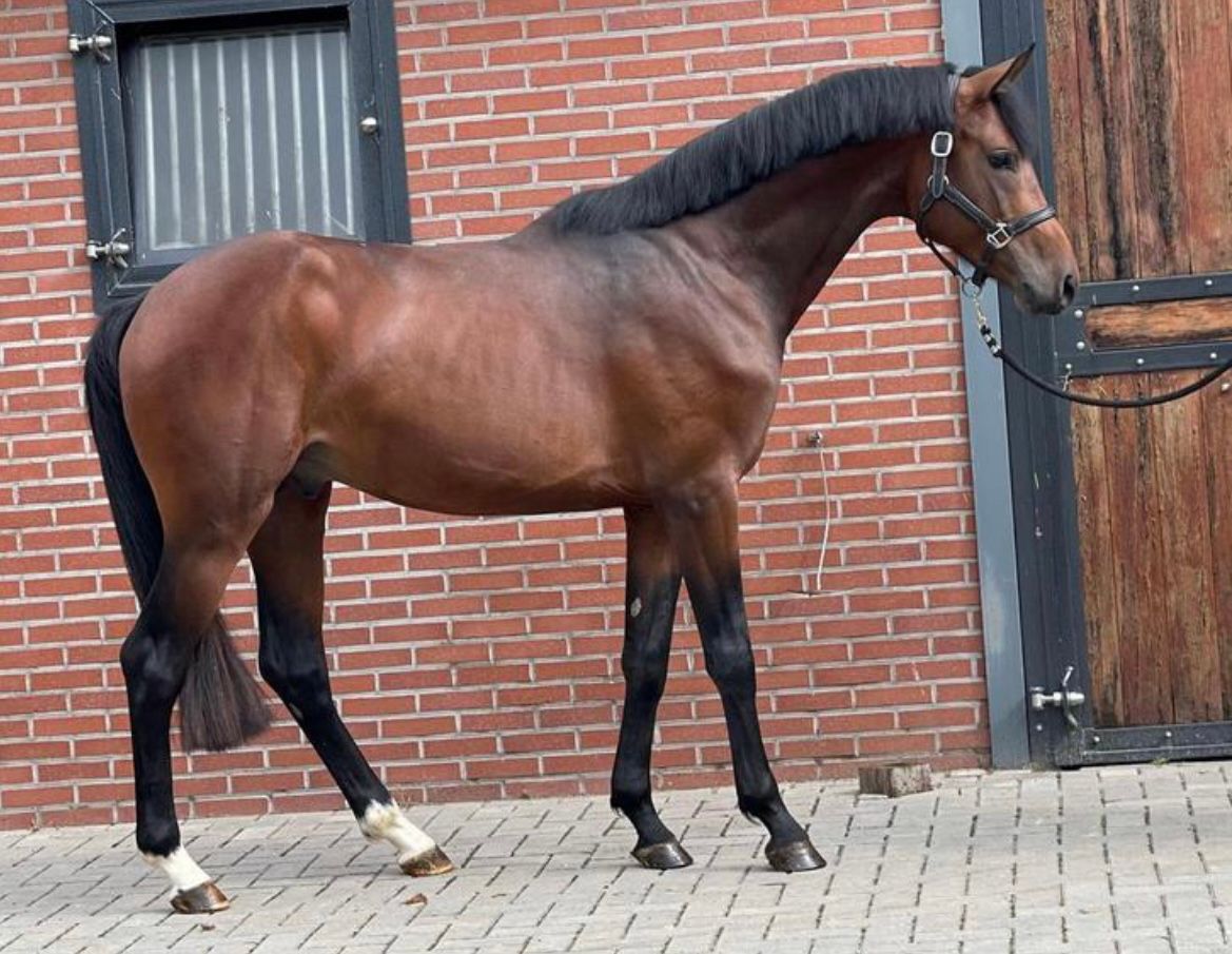 kwpn allrounder ruin 7 ans bruin à vendre - Photo 4