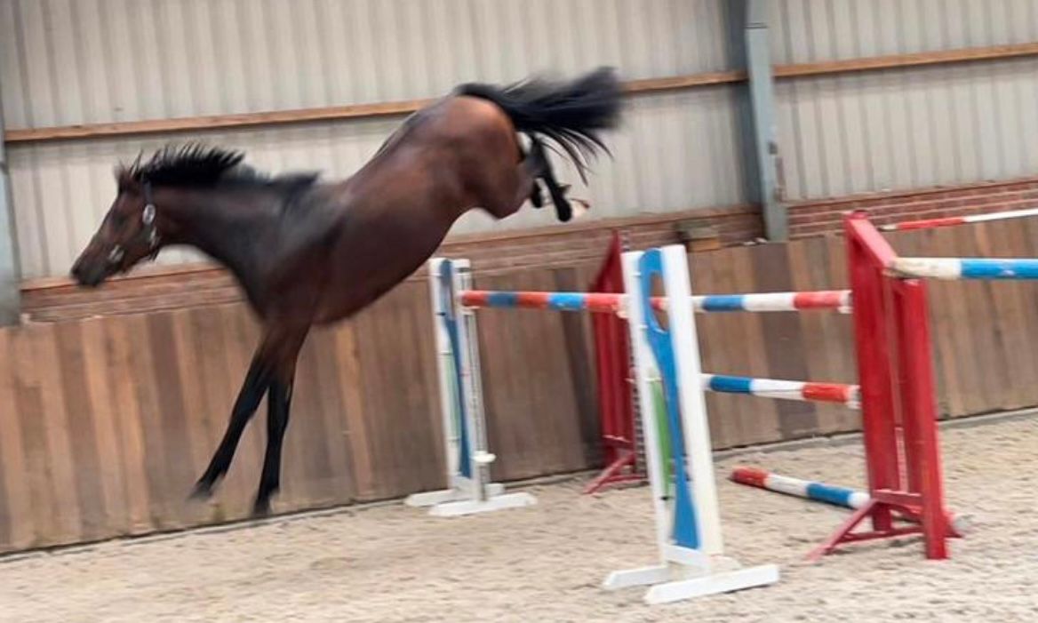 kwpn allrounder ruin 7 ans bruin à vendre - Photo 6