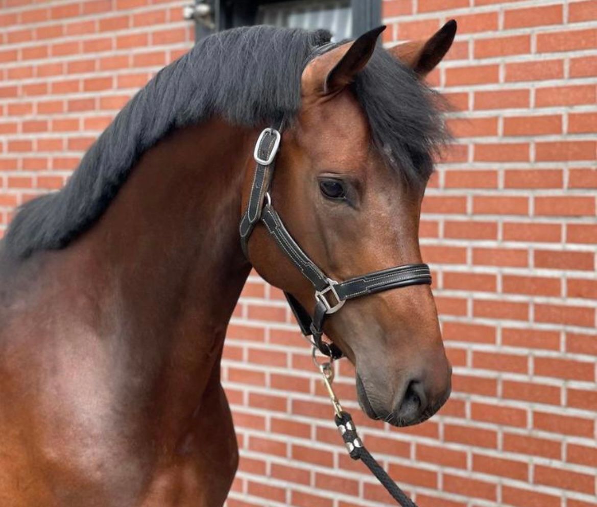 kwpn allrounder ruin 7 ans bruin à vendre - Photo 2
