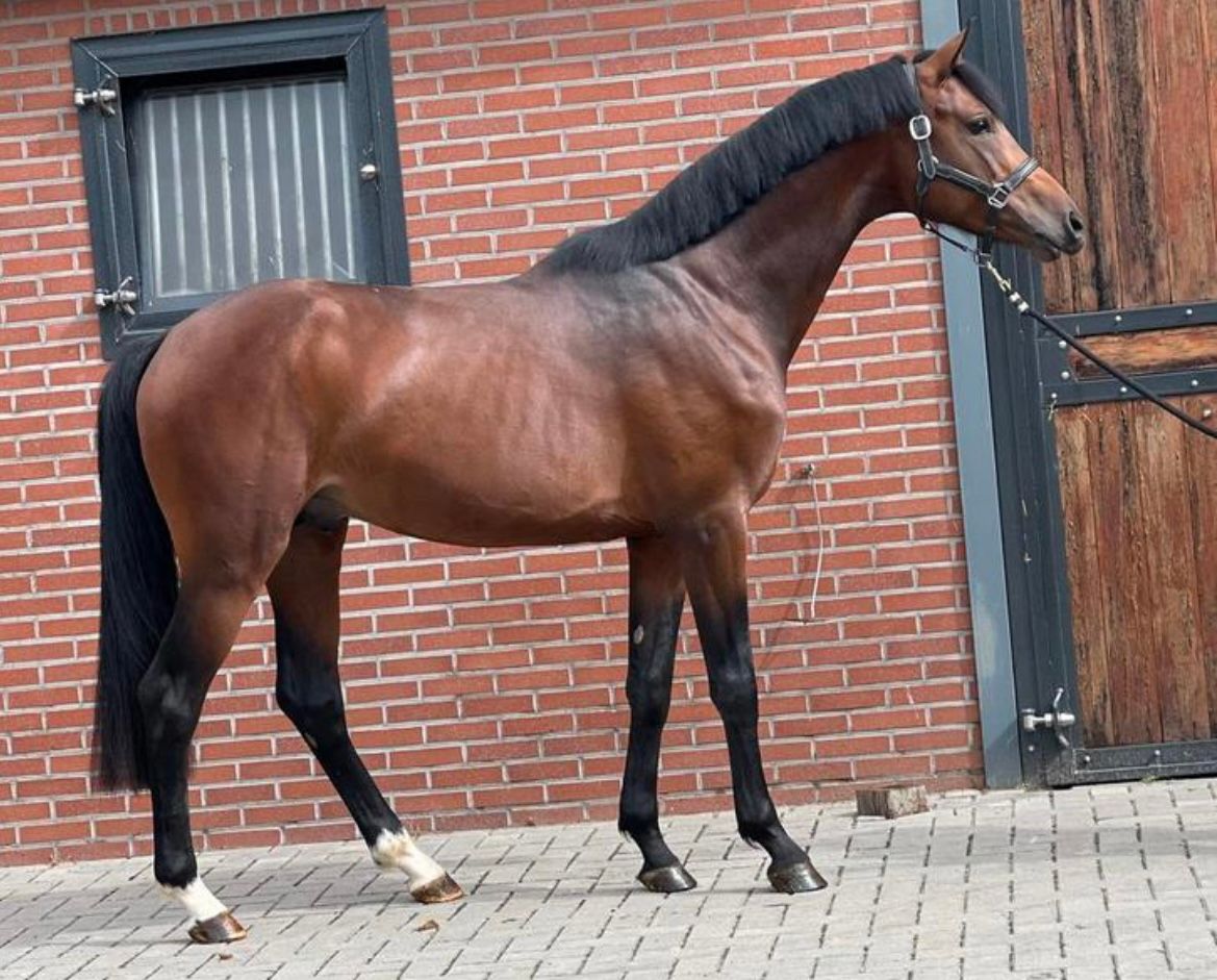 kwpn allrounder ruin 7 ans bruin à vendre - Photo 3