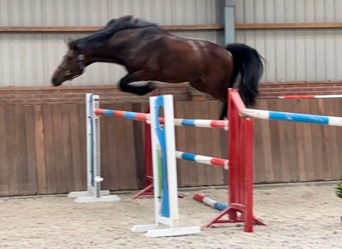 kwpn allrounder ruin 7 ans bruin à vendre - Photo 5