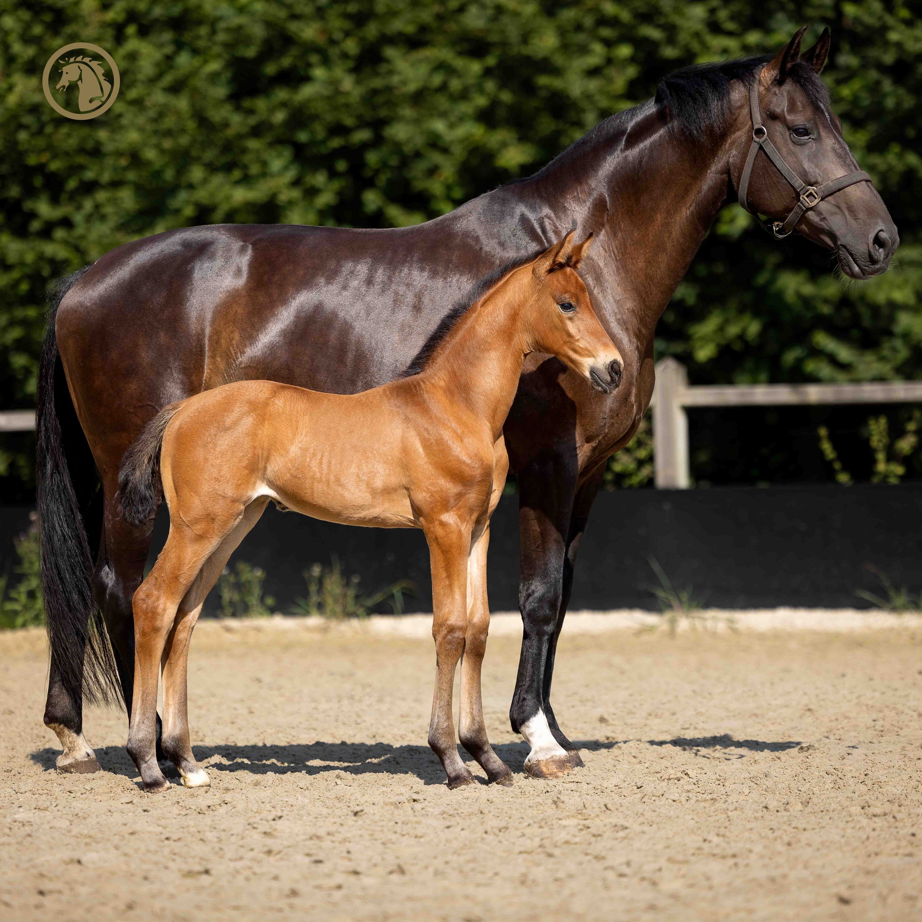 kwpn dressuurpaard merrie 0 ans bruin à vendre - Photo 2
