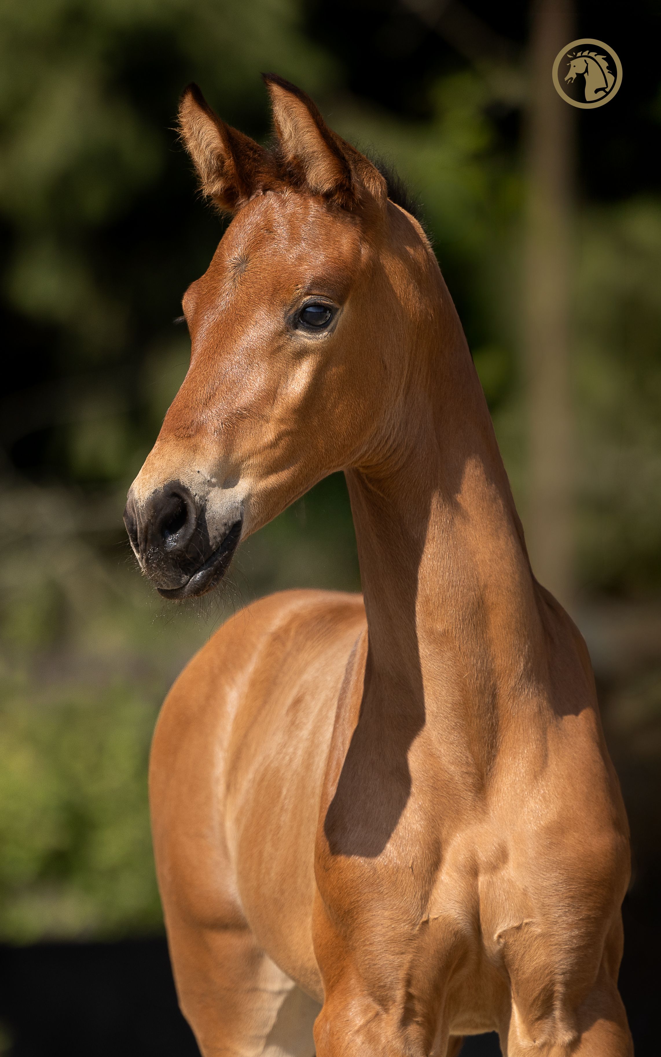 kwpn dressuurpaard merrie 0 ans bruin à vendre - Photo 3