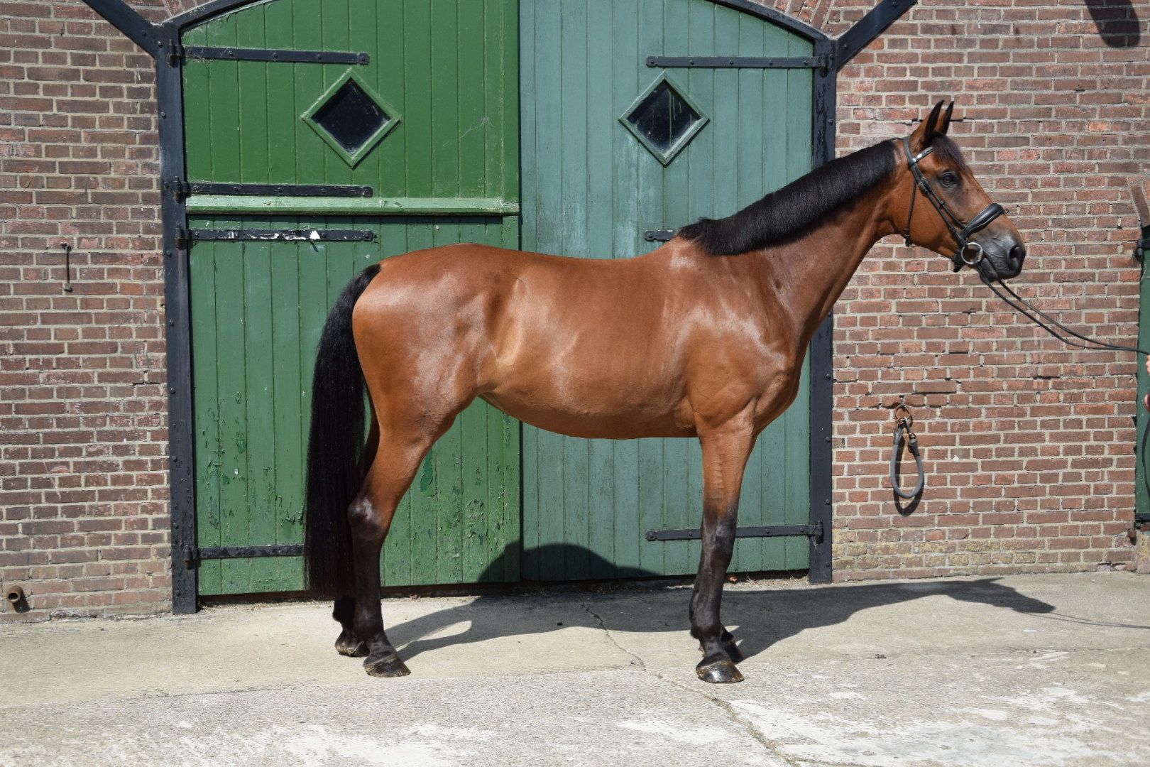 zangersheide springpaard merrie 8 jaar bruin te koop - Foto 2