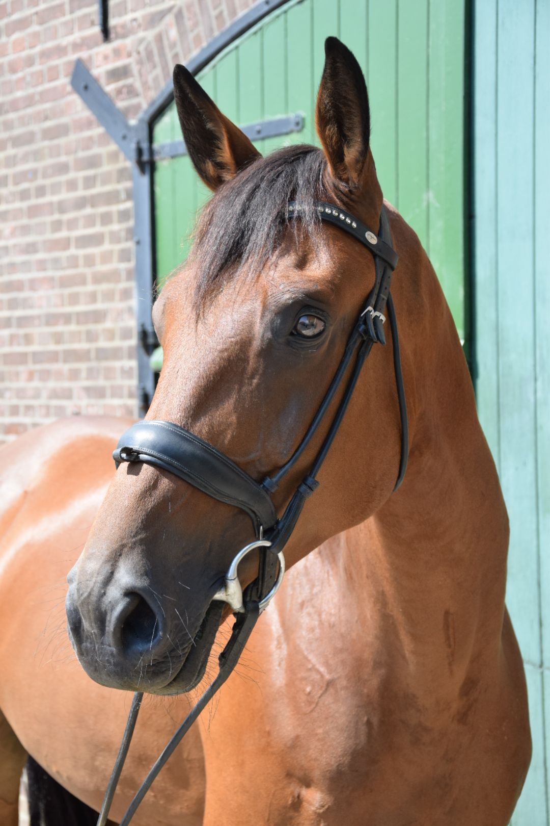 zangersheide springpaard merrie 8 jaar bruin te koop - Foto 4