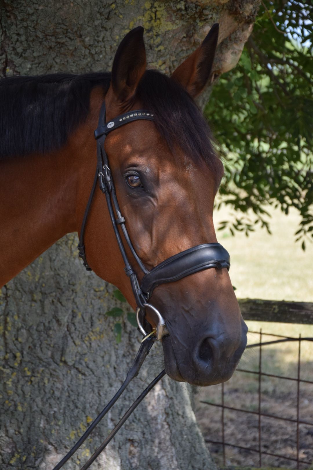 zangersheide springpaard merrie 8 jaar bruin te koop - Foto 3