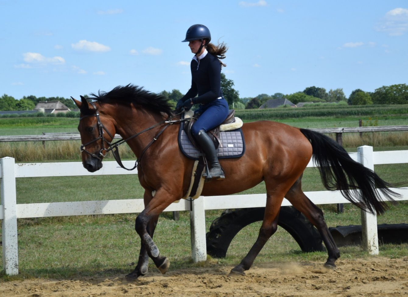 zangersheide springpaard merrie 8 jaar bruin te koop - Foto 5