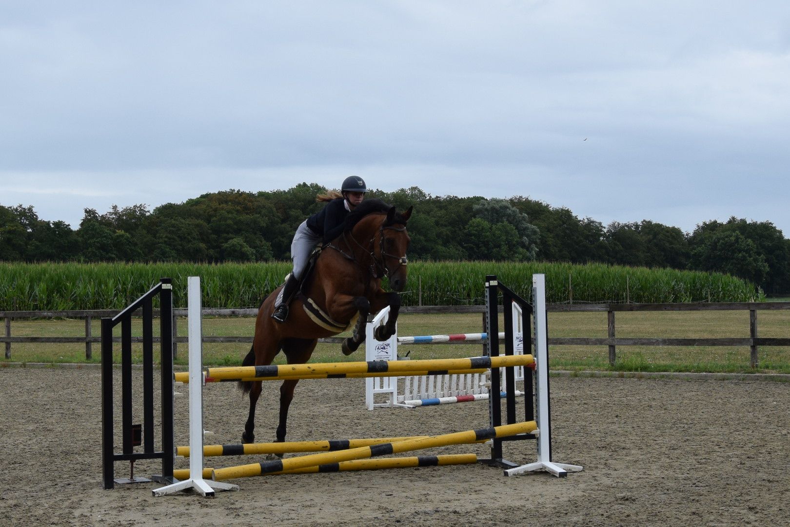 zangersheide springpaard merrie 8 jaar bruin te koop - Foto 6