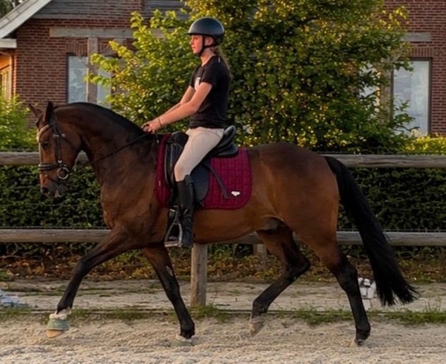 welsh allround-pony ruin 11 años donkerbruin en venta - Foto 2