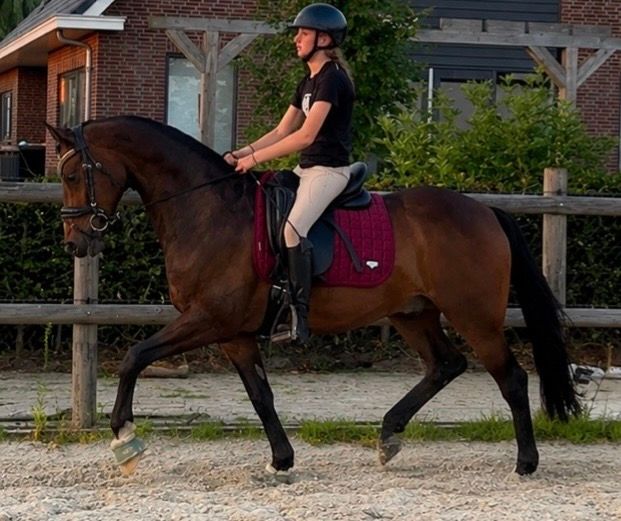 welsh allround-pony ruin 11 años donkerbruin en venta - Foto 4