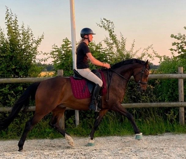 welsh allround-pony ruin 11 años donkerbruin en venta - Foto 3