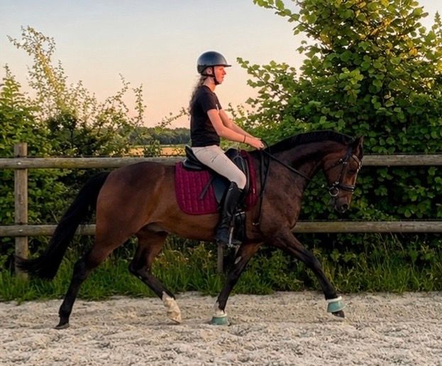 welsh allround-pony ruin 11 años donkerbruin en venta - Foto 5