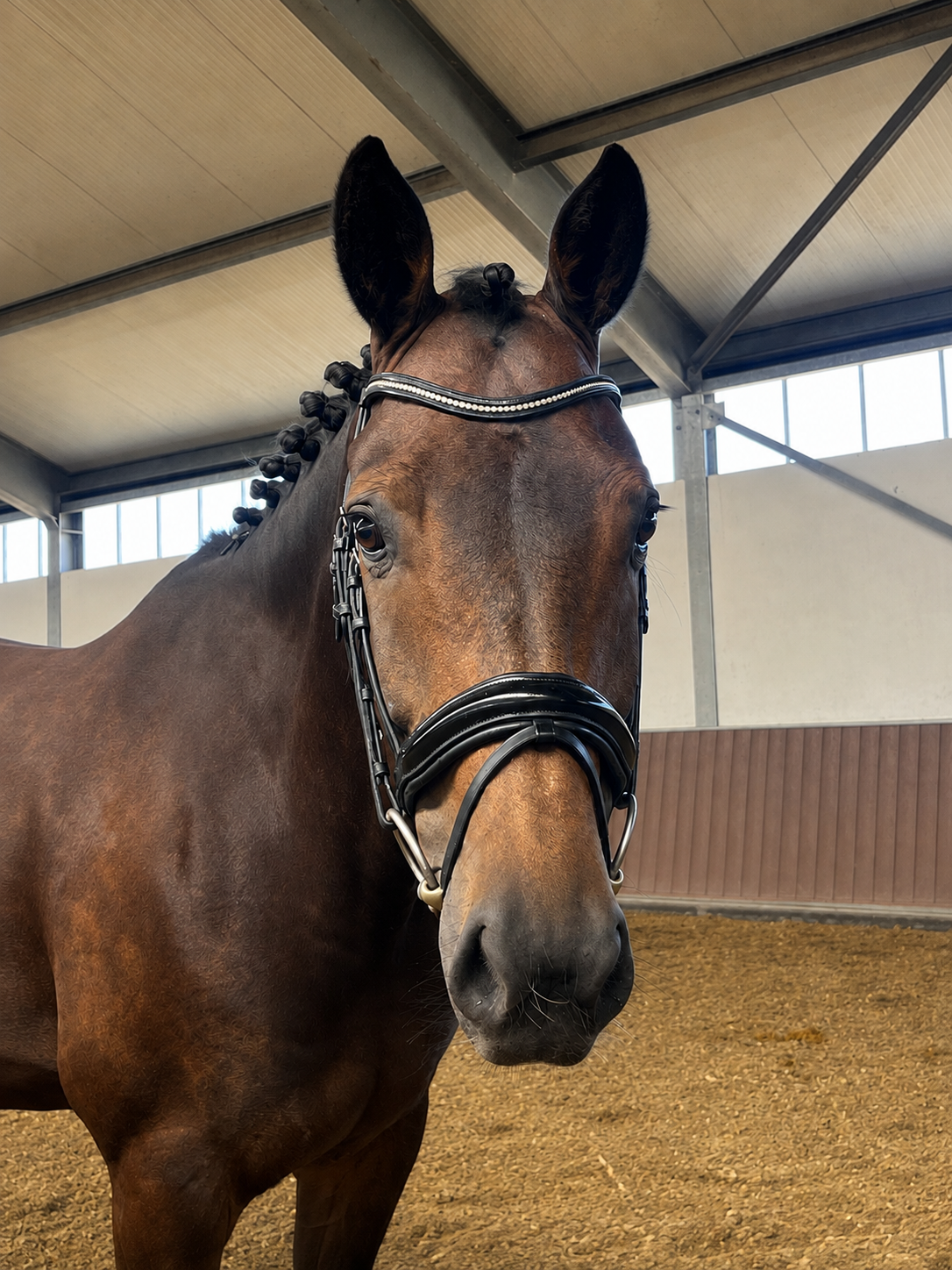 kwpn dressuurpaard ruin 8 years old donkerbruin for sale - Photo 3