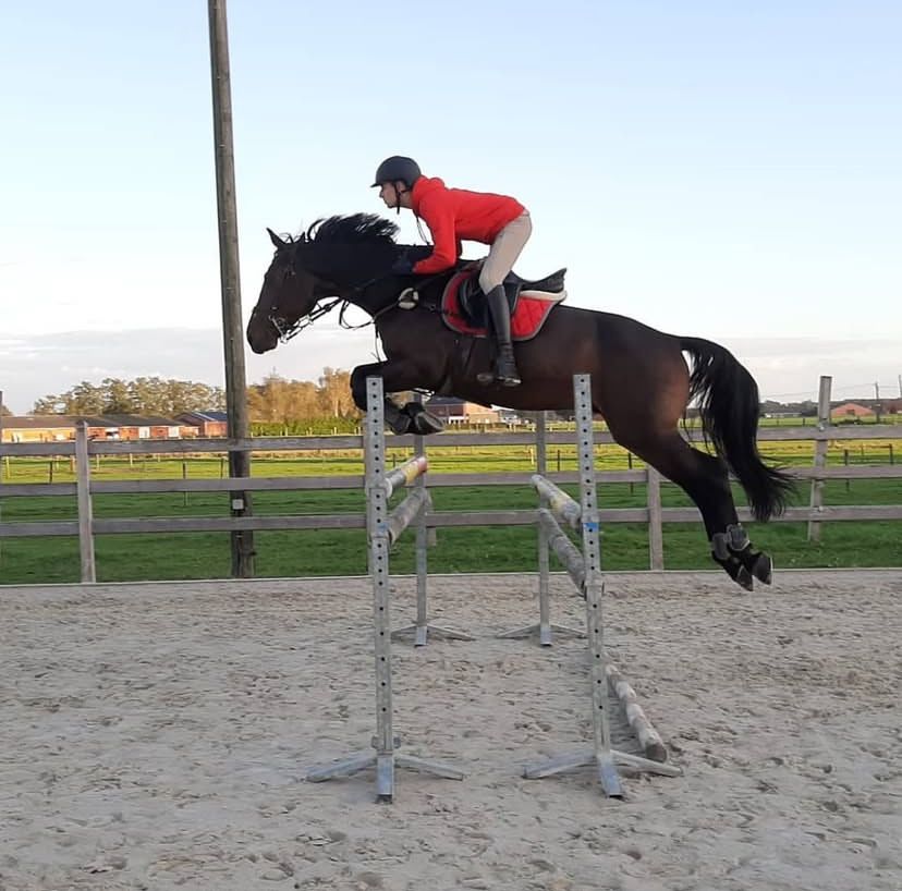 Allround leermeester te koop