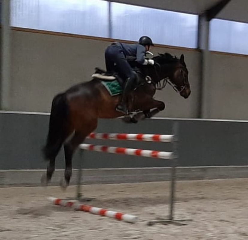 kwpn springpaard ruin 13 anos donkerbruin à venda - Foto 5