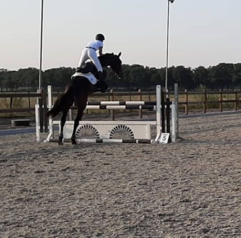 kwpn springpaard ruin 13 anos donkerbruin à venda - Foto 2