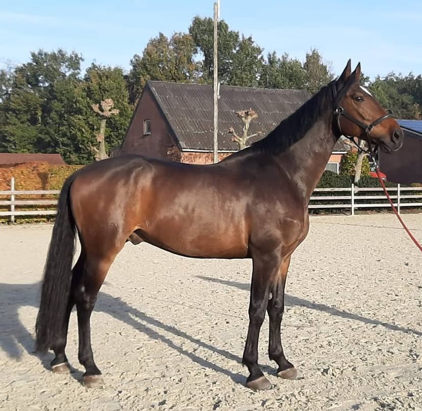 kwpn springpaard ruin 13 anos donkerbruin à venda - Foto 3